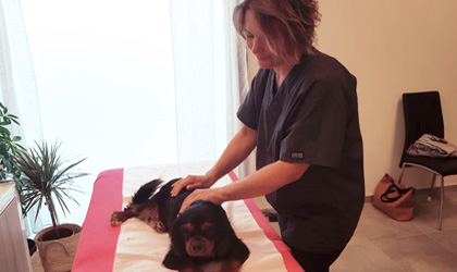 Séance de soin énergétique holistique sur chien